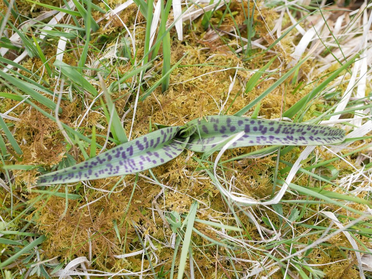 Dactylorhiza maculata ssp ericetorum -  select me for a larger image