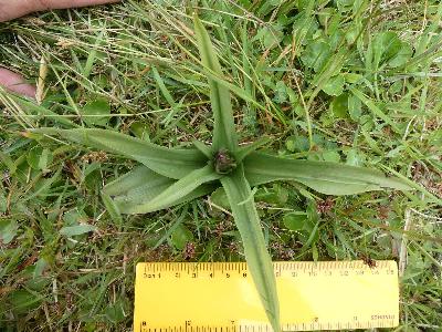 Dactylorhiza praetermissa