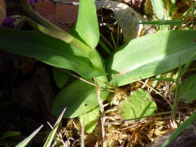 Dactylorhiza purpurella (1)
