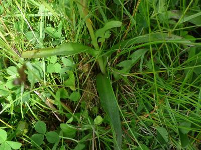 Dactylorhiza purpurella (2)