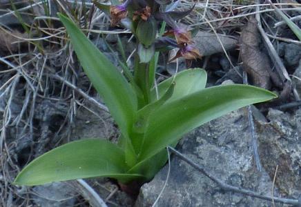 Dactylorhiza purpurella (3)