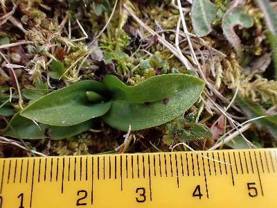 Dactylorhiza viridis