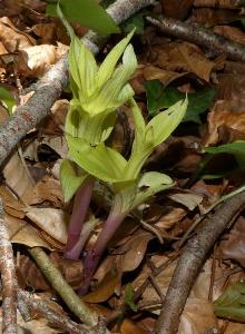 Epipactis helleborine