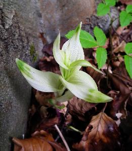 Epipactis helleborine variegated