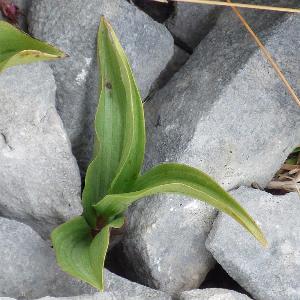 Epipactus atrorubens (1)