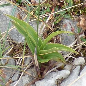 Epipactus atrorubens (2)