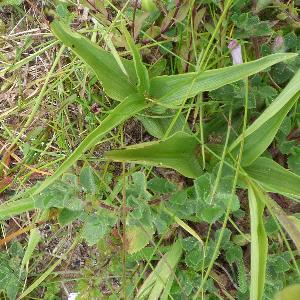 Epipactus palustris (1)