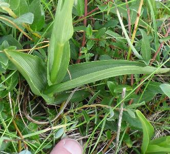 Epipactus palustris (2)