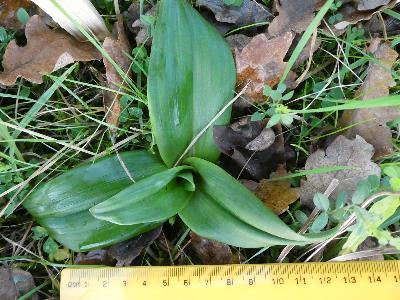 Himantoglossum hircinum