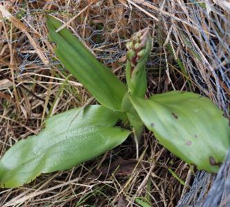 Himantoglossum robertianum (1)