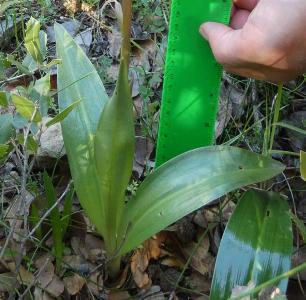 Himantoglossum robertianum (2)