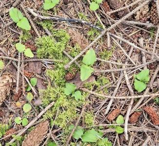Neottia cordata