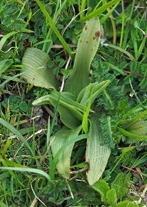 Ophrys fuciflora