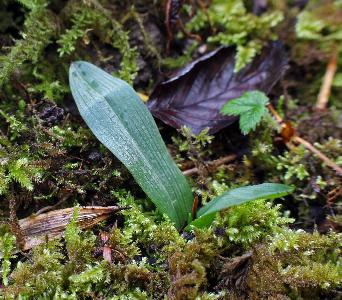 Ophrys insectifera (2)