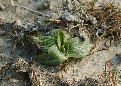 Ophrys sphegodes