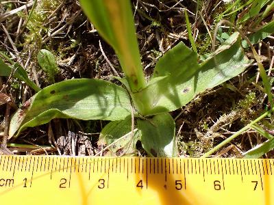 Orchis anthropophora (1)