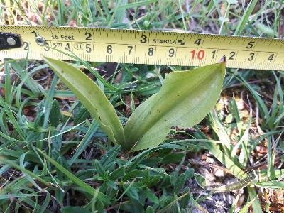 Platanthera bifolia (1)