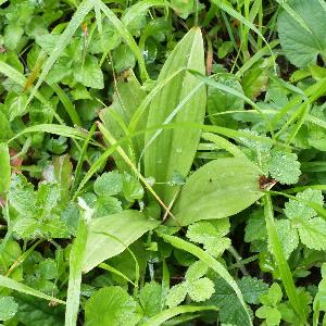 Platanthera bifolia (2)