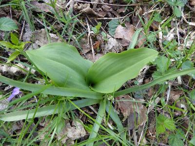 Platanthera chlorantha (1)