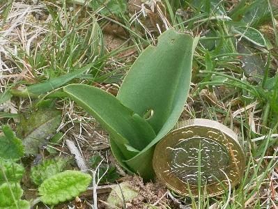 Platanthera chlorantha (2)