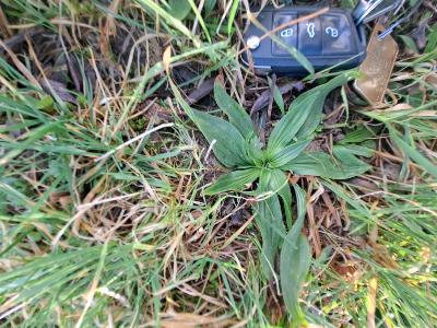 Platanthera chlorantha (3)