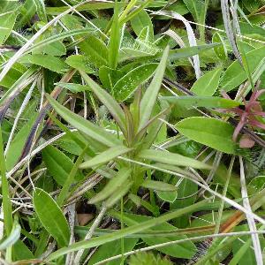 Melampyrum arvense (2)