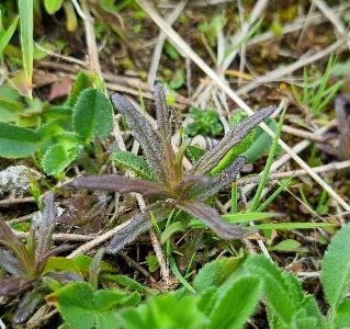 Odontites jaubertianus