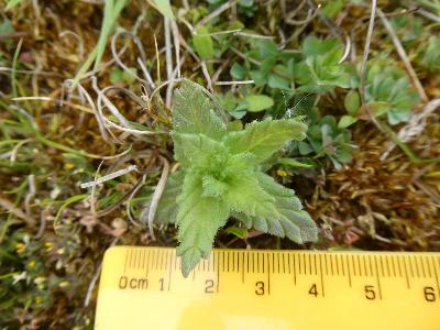 Parentucellia viscosa