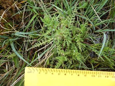 Pedicularis palustris