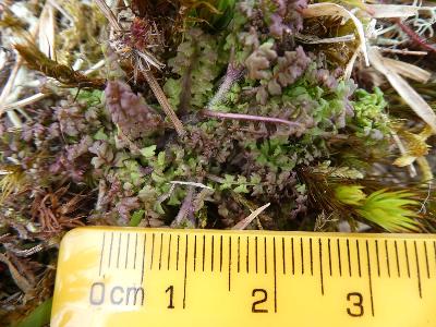 Pedicularis sylvatica