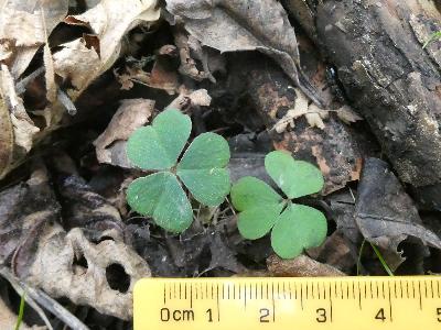 Oxalis acetosella
