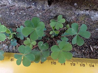 Oxalis corniculata