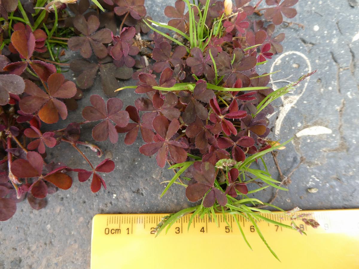 Oxalis corniculata var. atropurpurea -  select me for a larger image