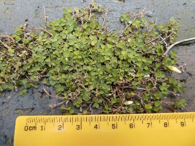 Oxalis exilis