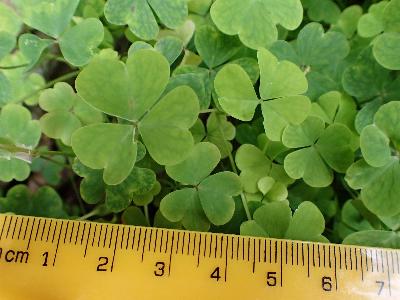 Oxalis incarnata