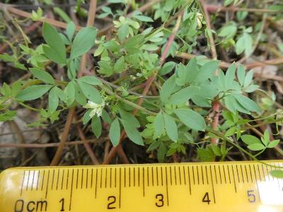 Ceratocapnos claviculata