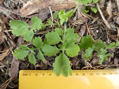 Chelidonium majus (1)