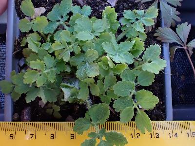 Chelidonium majus (2)