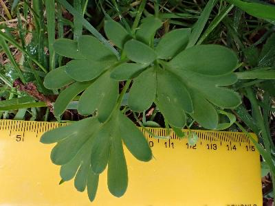 Corydalis cava (1)