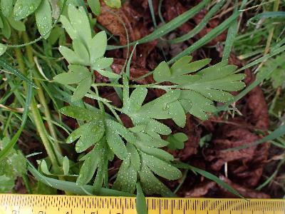 Corydalis cava (2)
