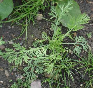 Eschscholzia californica (1)