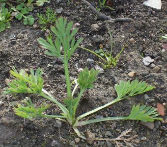 Eschscholzia californica (2)