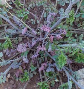 Fumaria densiflora (1)