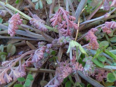 Fumaria densiflora (2)