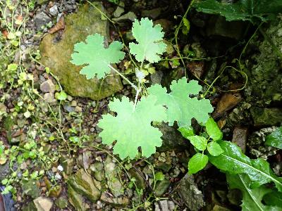 Macleaya cordata