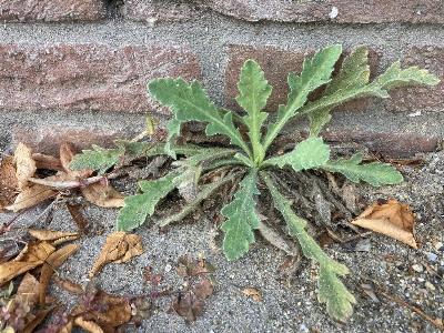 Papaver atlanticum (1)