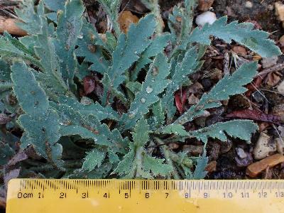 Papaver atlanticum (2)