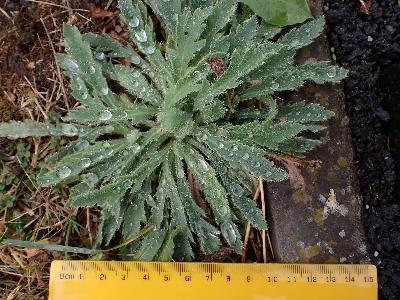 Papaver atlanticum (3)