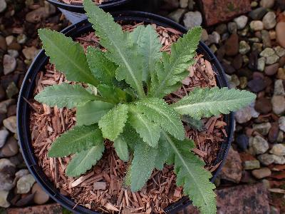 Papaver orientale (1)