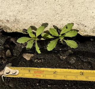 Papaver somniferum (1)